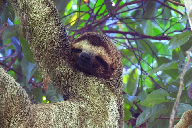 Combo 1: Jungle Night Tour & Day Tour Manuel Antonio - Tour Schedule