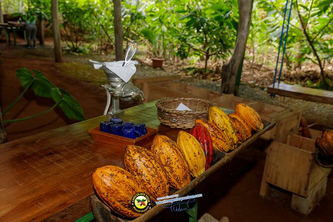 Combo 3: Manuel Antonio Park Tour & Chocolate Tour - Wildlife and Nature Exploration