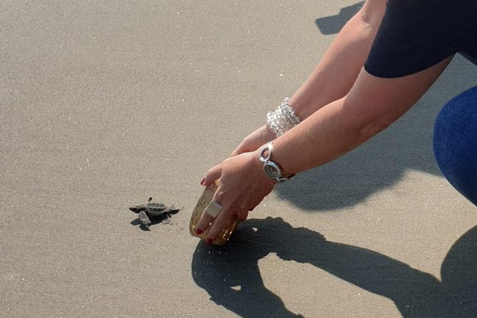 Combo 6 Hr Tour All City Highlights Divers Baby Turtle Release - Start Time and Cancellation Policy