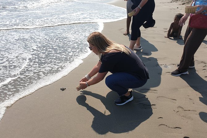 Combo 6 Hr Tour All City Highlights Divers Baby Turtle Release - Booking and Availability