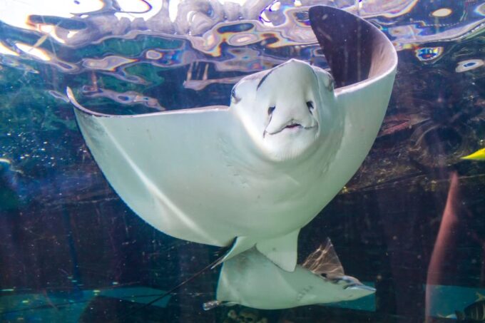 Combo Attraction Pass: Sydney Tower Eye, Sea Life & More - Recap