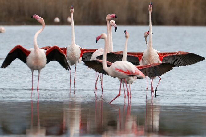 Combo: Cagliari Old Town and the Oasis of Flamingos - Exploring Sardinias Natural Beauty