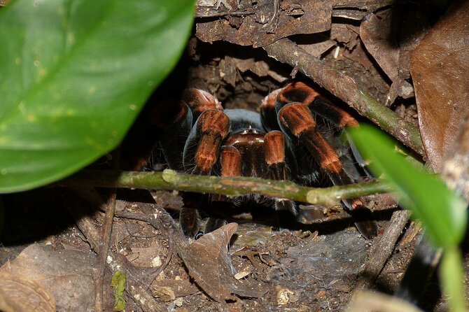 Combo: Day Trip to Hanging Bridges + ZipLine in Monteverde - Key Points
