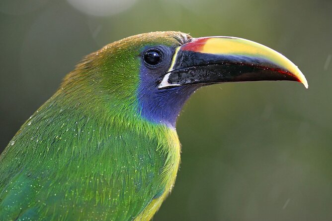 Combo: Day Trip to Hanging Bridges + ZipLine in Monteverde - Customer Feedback