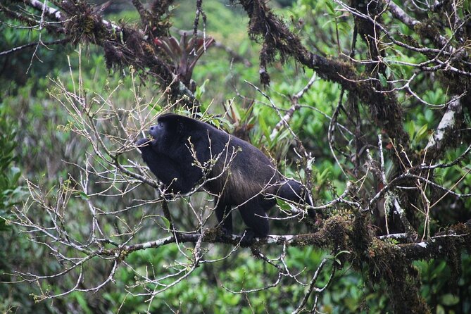 Combo: Day Trip to Hanging Bridges + ZipLine in Monteverde - Exploring Monteverde Cloud Forest
