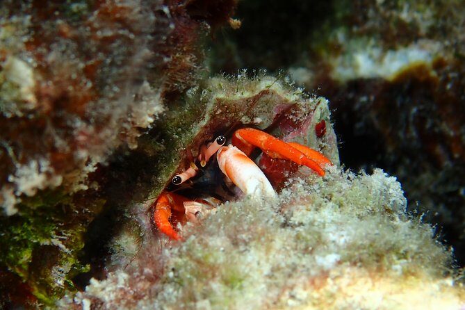 Combo Diving and Snorkeling Full Day Tour - What to Expect from the Bora Bora Combo Tour