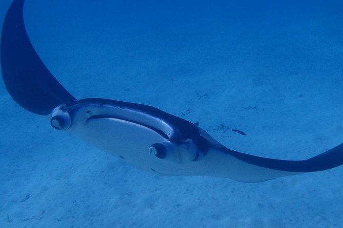 Combo Diving and Snorkeling Full Day Tour - Who Will Love This Tour?