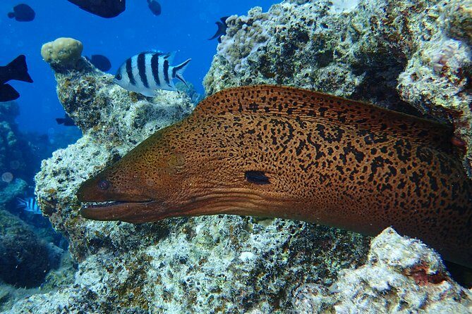 Combo Diving and Snorkeling Full Day Tour - FAQ