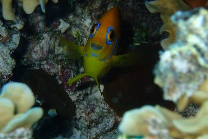 Combo Diving and Snorkeling Half-Day Tour - Practical Details and Considerations
