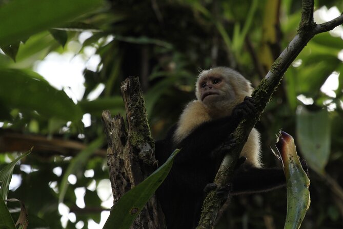Combo La Fortuna Waterfall Arenal Volcano & Mistico Hanging Bridges - Concluding at Hot Springs