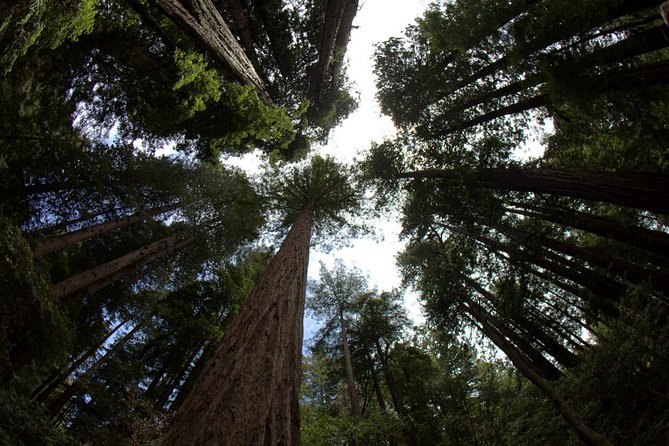 Combo Small-Group Tour: SF City Plus Muir Woods & Sausalito - Inclusions and Logistics