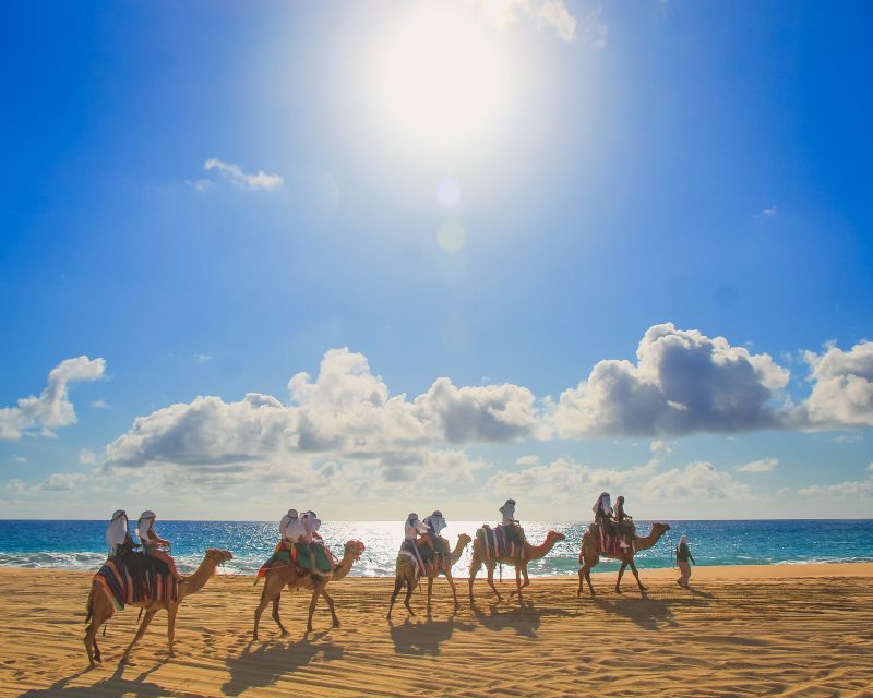 Combo Tour: Camel Ride + Snorkeling Adventure - Meals and Amenities