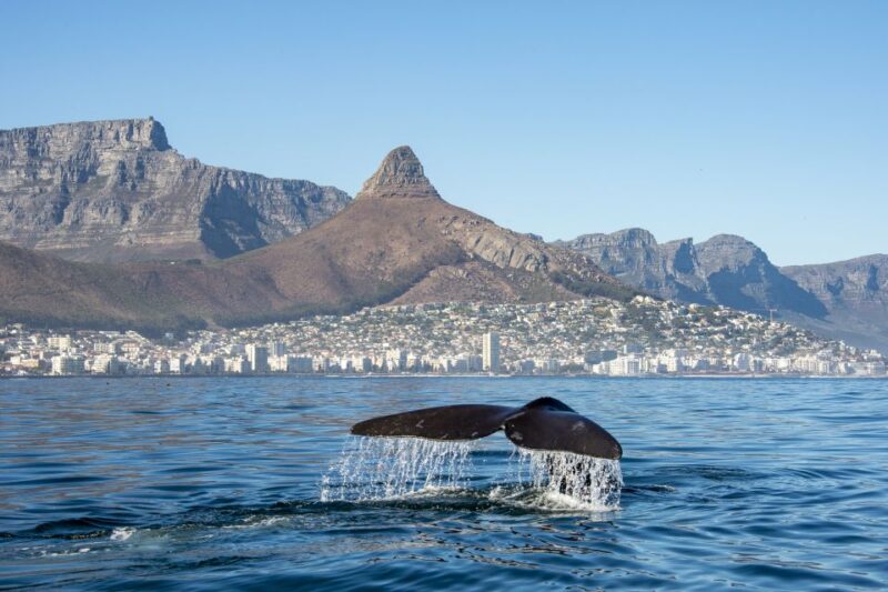 Combo Tour: Marine Wildlife Cruise & Wine Lands - Inclusions