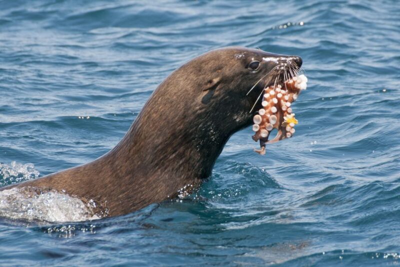Combo Tour: Marine Wildlife Cruise & Wine Lands - Highlights