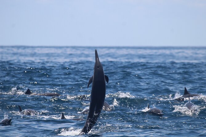 Combo Tour Marino Ballena National Park - Tour Details and Inclusions