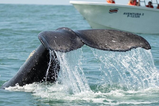 Combo Tour Marino Ballena National Park - Wildlife Spotting Opportunities