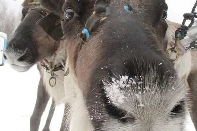 Combo TourHusky and Reindeer Sledding Ride in Levi - Booking Information