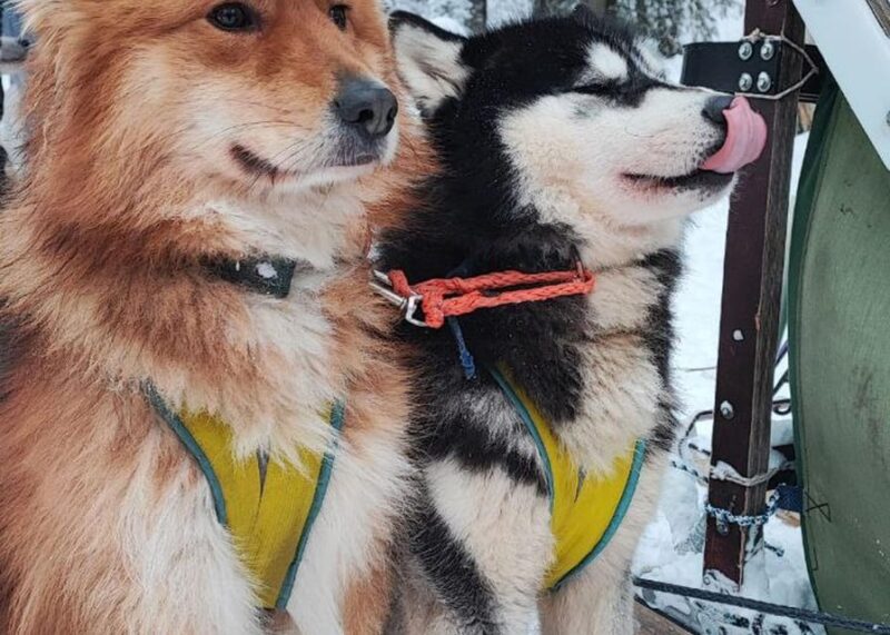Combo TourHusky and Reindeer Sledding Ride in Levi - Activity Highlights