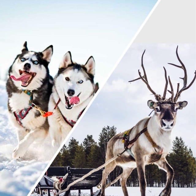 Combo TourHusky and Reindeer Sledding Ride in Levi - Experience Details