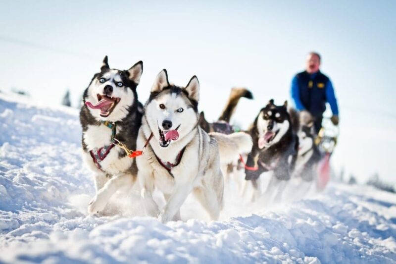 Combo TourHusky and Reindeer Sledding Ride in Levi - Transportation and Meeting Point