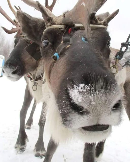 Combo TourHusky and Reindeer Sledding Ride in Levi - Participant Restrictions