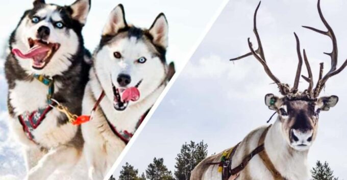 Combo TourHusky and Reindeer Sledding Ride in Levi - Husky Sled Ride