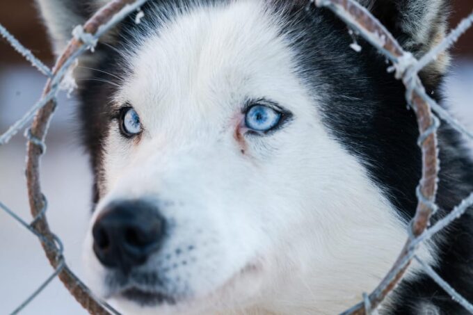 Combo TourHusky and Reindeer Sledding Ride in Levi - Sami Culture and Reindeer