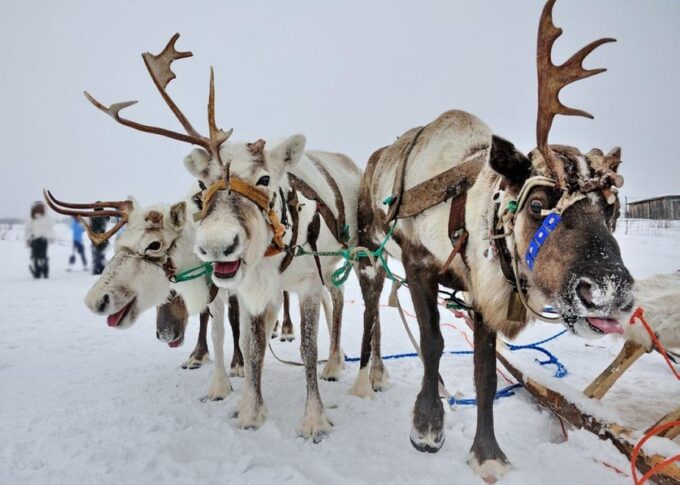 Combo TourHusky and Reindeer Sledding Ride in Levi - Frequently Asked Questions