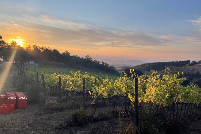 Come Try Our Torre Bisenzio Organic Wines, in the Luxury of Our New Tasting Room - Key Points
