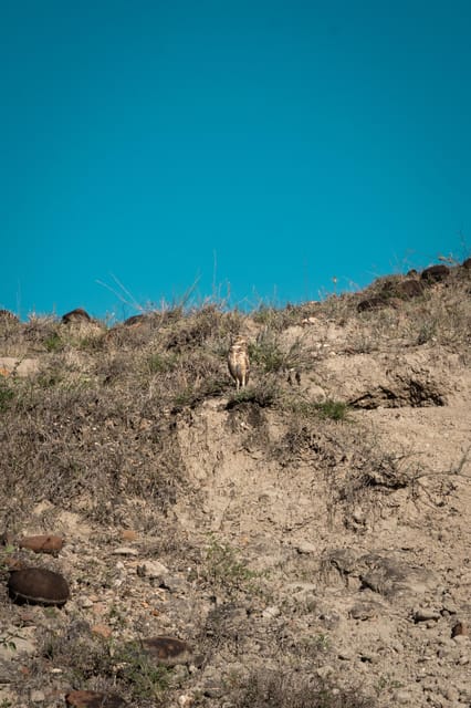 Community and Biodiversity Tour of the Tatacoa Neiva Desert - Community Involvement