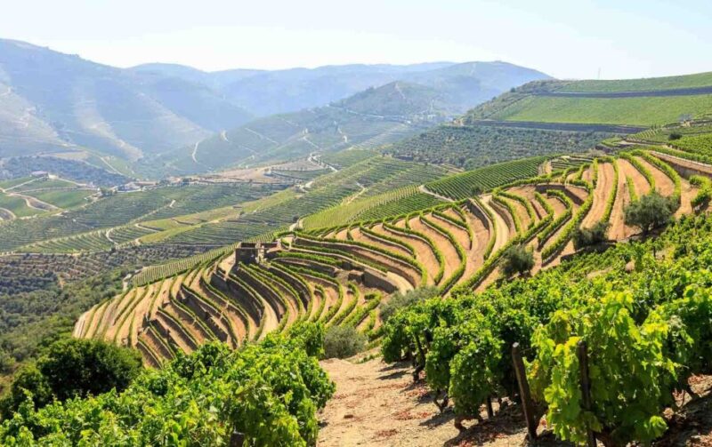 Complete Douro Valley Tour - Visit to 3 Wineries & Lunch - Key Points