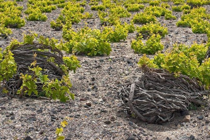 Complete Santorini Wine Experience - Highlights of the Wine Experience