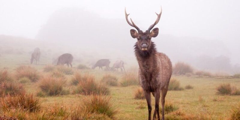 Comprehensive Excursion: Horton Plains and Pedro Tea Factory - Tea Factory Experience