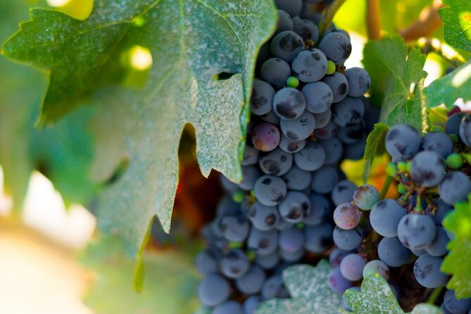 Concha Y Toro Vineyard - Pricing and Cancellation Policy