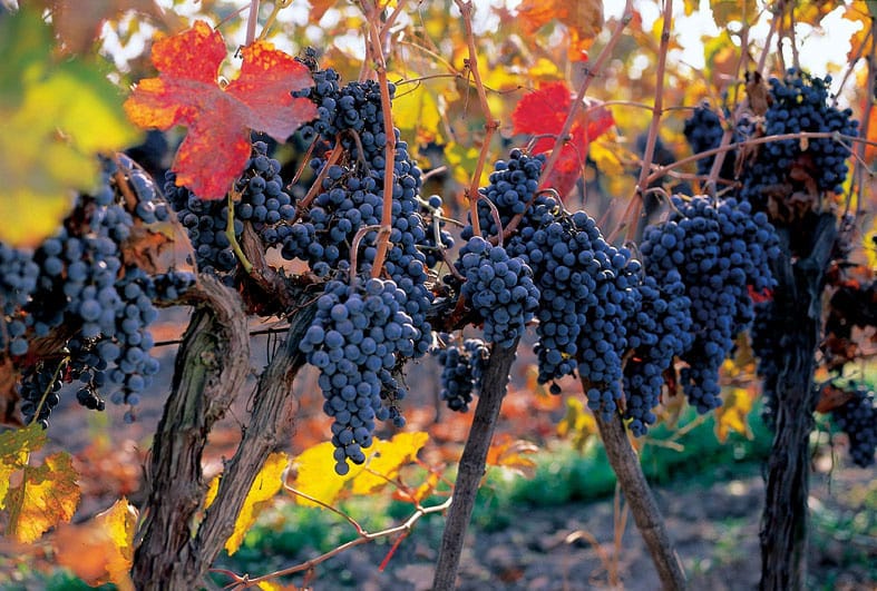 Concha Y Toro Wine Experience - Customer Ratings