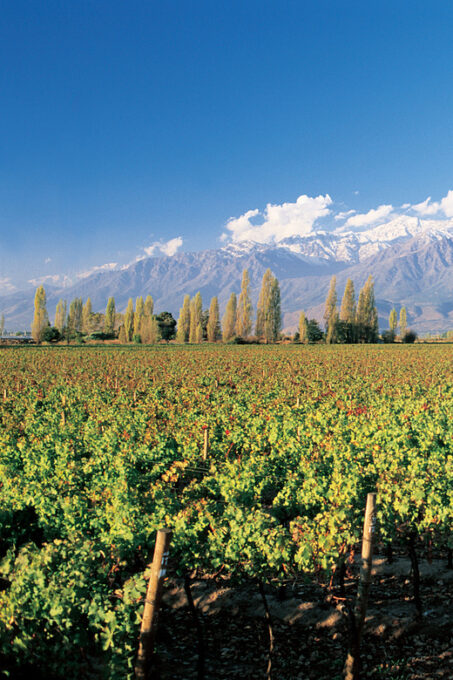 Concha Y Toro Wine Experience - Pickup and Transportation