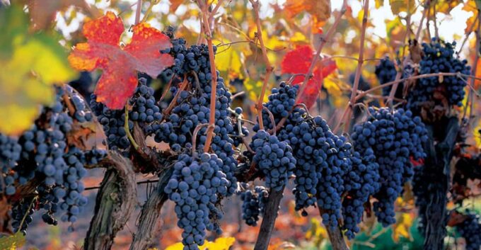 Concha Y Toro Wine Experience - Frequently Asked Questions