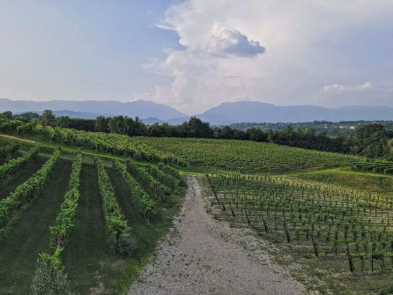 Conegliano: Prosecco Hills and Vineyards Tour - Guided Tour: Discovering Proseccos Origins