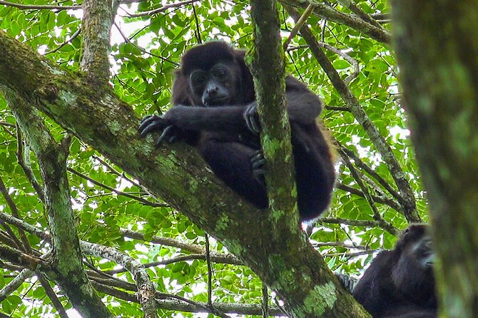 Congo Combo (Hanging Bridges and Zipline Adventure) - Wildlife Viewing Opportunities