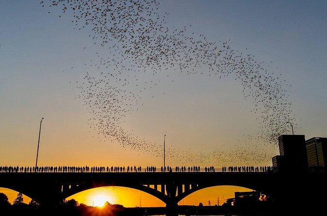 Congress Bridge Kayaking Bat Tour - Authenticity and Accessibility