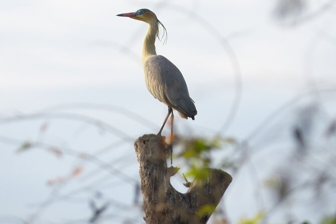 Connect With the Nature of Iberá on a Private Tour - Key Points