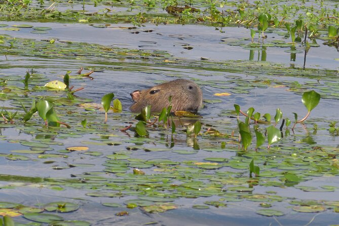 Connect With the Nature of Iberá on a Private Tour - Marvel at the Breathtaking Landscapes