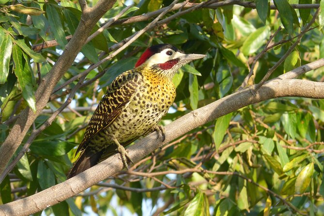 Connect With the Nature of Iberá on a Private Tour - Indulge in the Regions Culinary Delights