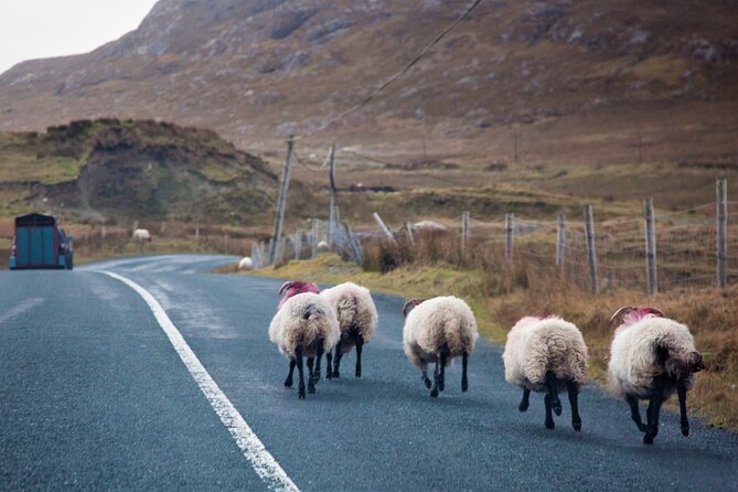 Connemara & Mayo Pub Tour From Westport. Mayo. Private Guide. Full Day. - Food and Beverage Voucher