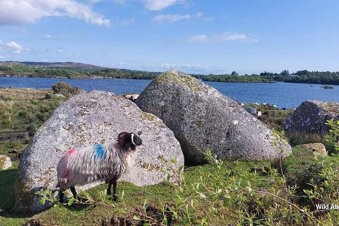 Connemara Sheep Farm Experience & Kylemore Abbey by Lux Limousine - Visiting Kylemore Abbey