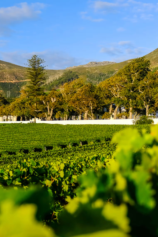 Constantia Wineries & Kirstenbosch Gardens Private Day Tour - Kirstenbosch National Botanical Garden