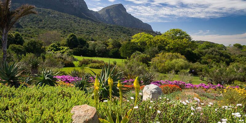 Constantia Wineries & Kirstenbosch Gardens Private Day Tour - V&A Waterfront Experience