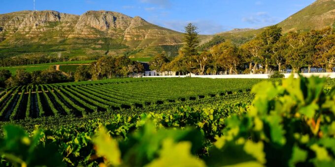 Constantia Wineries & Kirstenbosch Gardens Private Day Tour - Booking and Cancellation Policy