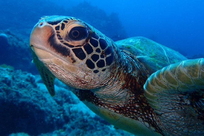 Continue Your Education With the Advanced Open Water Diver Course - 2 Days - Meeting and Pickup Information