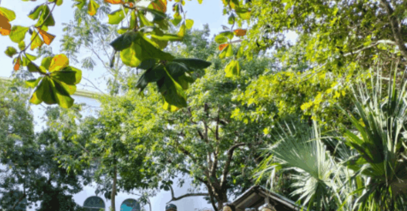 Conzumel: Downtown Sightseeing Tour of San Miguel - Frequently Asked Questions